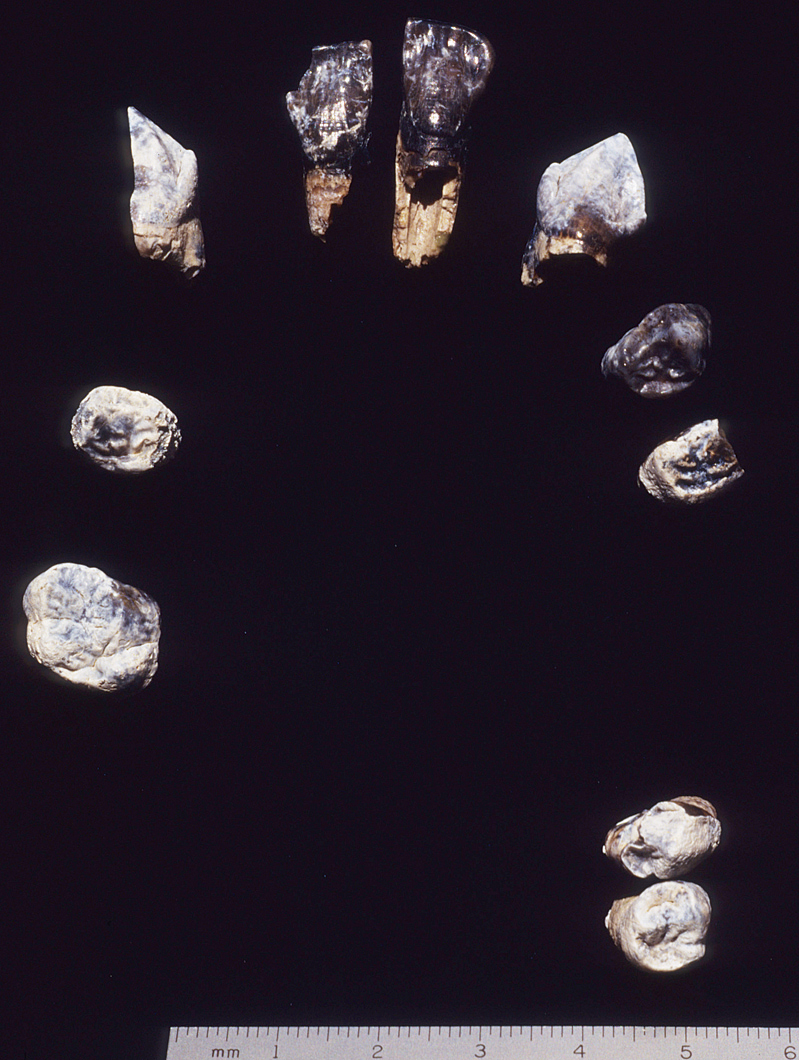 Arranged fossilized teeth belonging to an Ardipithecus Ramidus.